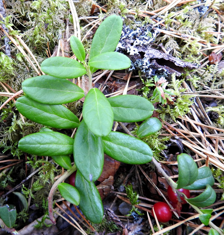 Vaccinium vitis-idaea - (taiga)puolukan lehdet ovat versossa kierteisesti. Ne ovat kovat, nahkeat ja talvehtivat sekä elävät 2-4 vuotta. Lehtilapa on soikea tai hieman kapean vastapuikea, kärjestään pyöreä, tylpähkö ja matalaan lovipäinen tai toisinaan lyhyesti suipohko. Yläpinta on vihreä tai tummahkonvihreä, kiiltävä ja kalju sekä suonten kohdalta yleensä hieman uurteinen. Pituutta lehtilavalla on tavallisesti noin 10-35 mm ja leveyttä leveimmältä kohtaa noin 5-18 mm. EH, Hämeenlinna, Hauho, Mustila, Luopioistentien itäpuoli Korven ja Uotilan tilan välissä, maantieltä alkavan soramäen kangasmetsä, 2.9.2019. Copyright Hannu Kämäräinen.