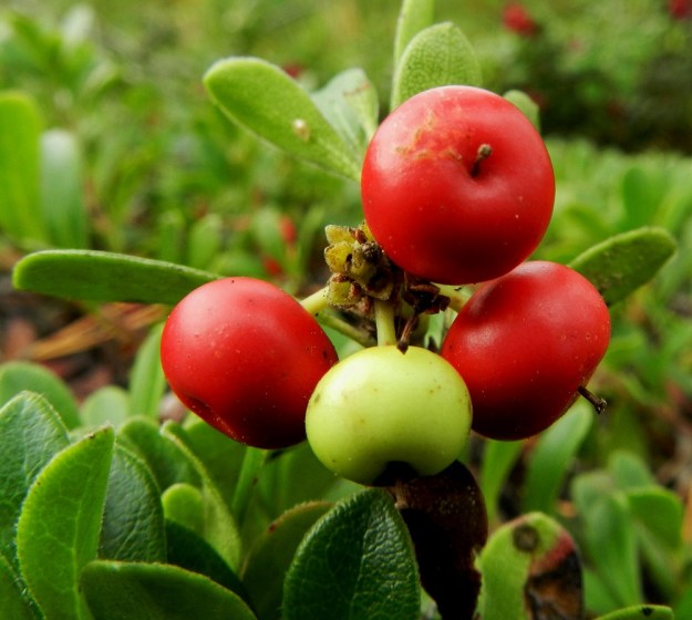 Arctostaphylos uva-ursi - (kangas)sianpuolukan marja on pyöreä, kiiltävä ja kypsänä punainen. Se on yleensä pituuttaan leveämpi leveyden ollessa tavallisesti noin 7-10 mm. EH, Janakkala, Vuortenkylä, Tunturinvuori, harjun yläosa, luonnonsuojelualue, 1.9.2012. Copyright Hannu Kämäräinen.
