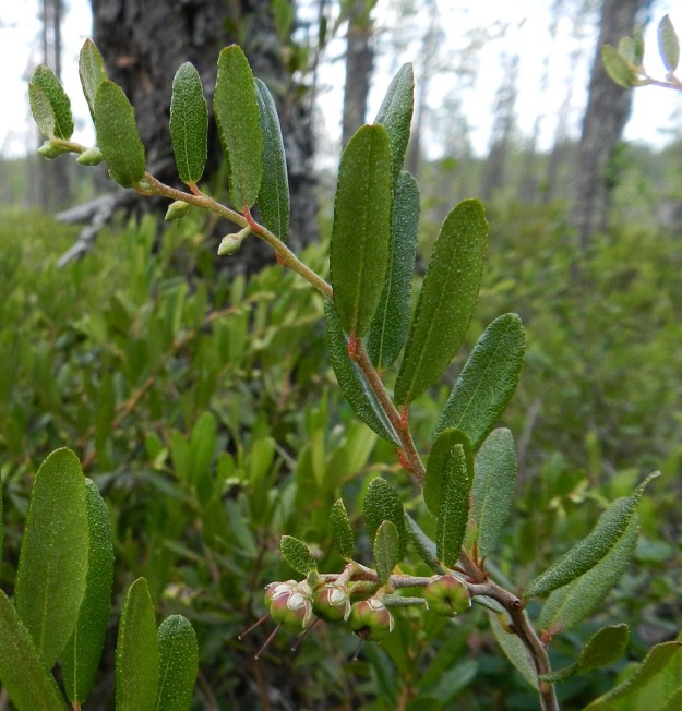 Chamaedaphne calyculata - vaiveron uusi lehtikerta on hedelmävaiheessa vehreimmillään ja vihersävy on voimakkain. Tässä vaiheessa kehittyvät myös uusien vuosiversojen seuraavan vuoden kukkanuput. Kn, Suomussalmi, Kotiranta, Raatteentie noin 1 km Raatteenportista itään, tien varren venäläisten joukkohauta-alue rämeen laiteessa, 10.7.2011. Copyright Hannu Kämäräinen.