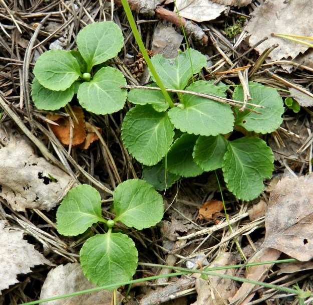 ovat vain noin 1-3 cm pitkät. Lehdet ovat varrella vastakkain tai kolmen kiehkuroina, yleensä kahtena tai kolmena kerroksena. Päältä päin katsoen lehdet näyttävät yhtenäiseltä ruusukkeelta. Kaikki lehtivarret ovat todennäköisesti nousseet saman yksilön juuriston maavarsista. Kukkavanoja on yksi, mutta kahden varren kärjessä odottavat suomujen suojassa uudet kukkavanat joko pikaista puhkeamista tai seuraavaa kesää. EH, Hämeenlinna, Hangasmäki, Hangaskallion eteläpuoli, kangasmetsässä kulkevan Tervasaarentien laita, 5.7.2012. Copyright Hannu Kämäräinen.