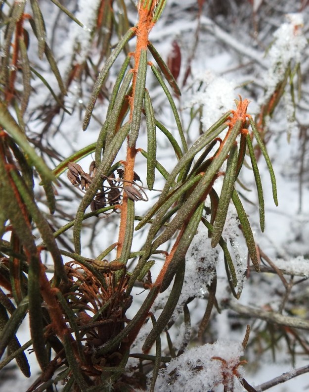 Rhododendron tomentosum - suopursun lehdet ovat haarojen kärkiosassa kierteisesti. Talvehtivina ne ovat pakkasella riippuvat ja lauhalla ilmalla sivulle siirottavat. Lehtilapa on paksu, nahkea, tasasoukka ja suippokärkinen. Pituutta sillä on tavallisesti noin 20-50 mm ja leveyttä noin 2-6 mm. EH, Hattula, Retula, Retulansaarentien ja Vanajaveden Vittiänlahden välinen, mäntyvaltainen, ojitettu rämealue, 30.11.2021. Copyright Hannu Kämäräinen.