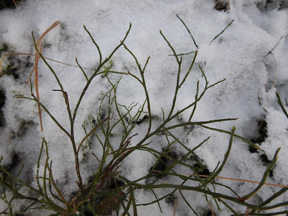 Vaccinium myrtillus - (kangas)mustikan lehdettömissä varvuissa odottavat silmuissa jo seuraavan kevään lehti- ja kukka-aiheet. Kun vähän lumen aikana sattuu kovia ja pitempiä pakkasjaksoja, vihreät versojen osat voivat paleltua. Mustikka kestää kuitenkin tämän ja kasvattaa seuraavana kesänä uudet vihreät versot. Marjat niihin eivät kuitenkaan sinä kesänä ehdi. Talvella varvut ovat myös tärkeää ravintoa mm. myyrille, jäniksille, kauriille, poroille ja hirville. EH, Hämeenlinna, Loimalahti, Hirsimäki, omakotialueen ja maakaasulinjan välinen, kuusivaltainen metsä, 7.12.2021. Copyright Hannu Kämäräinen.
