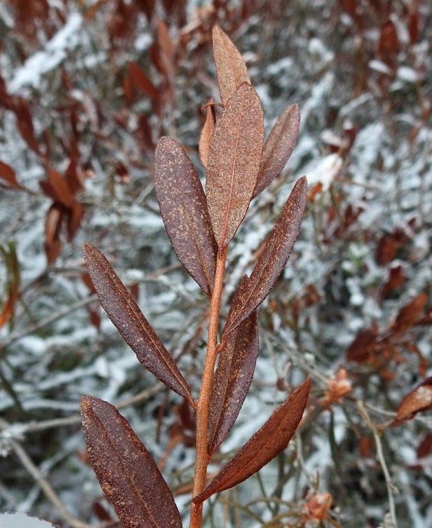 Chamaedaphne calyculata - vaiveron lehdillä on erikoinen talvehtimistapa. Ne muuttuvat ruosteen punaruskeiksi. Versoa voisi luulla jopa kuivuneeksi ja kuolleeksi. Keväällä kuitenkin lehtivihreä palaa suoniin ja lehdet ovat taas vihreitä ja yhteyttäviä uusien lehtien puhkeamiseen saakka. EH, Hattula, Retula, Retulansaarentien ja Vanajaveden Vittiänlahden välinen, mäntyvaltainen, ojitettu rämealue, 30.11.2021. Copyright Hannu Kämäräinen.