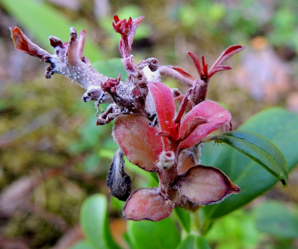 Vaccinium vitis-idaea - (taiga)puolukan seuralaisena ja vaivana on useampia nokisieniin kuuluvia loisijoita, joista kolme pöhölajia on erikoistunut puolukkaan. Nämä sienitaudit valjastavat verson tai vain lehdet omien itiöidensä tuottajiksi. Yleisin niistä on puolukanpöhö, Exobasidium vaccinii, joka muuttaa lehdet kirkkaanpunaisiksi. Kaksi muuta lajia, puolukanversopöhö, E. juelianum ja puolukanloistopöhö, E. splendidum, paisuttavat versot ja muuttavat niitä punaisiksi. Sienten kynsissä verson oma yhteyttämistoiminta estyy. Sienivauriot pysyvät kuitenkin kohtuullisina ja paikallisina eivätkä koskaan tuhoa laajoja varvikkoja. EH, Hämeenlinna, Loimalahti, Alajärven pohjoispuolisen Sammonmäen kangasmetsä, 24.7.2014. Copyright Hannu Kämäräinen.