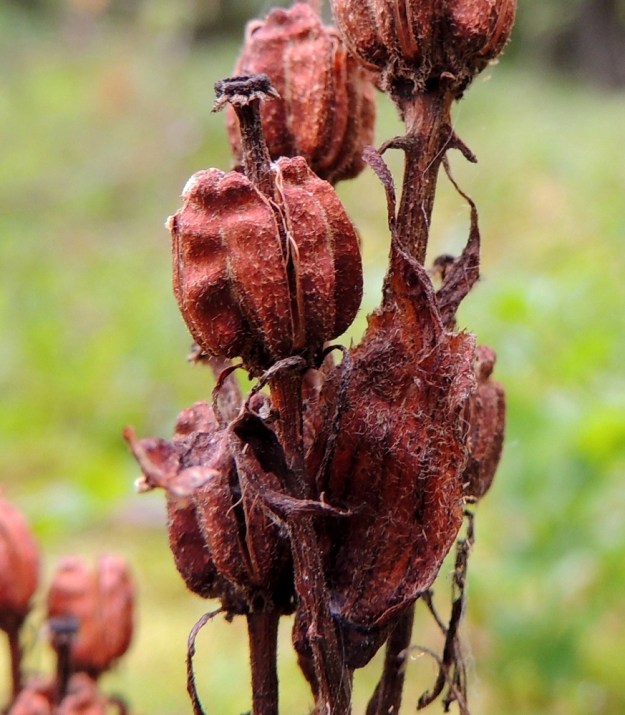 Hypopitys monotropa (Monotropa hypopitys ssp. hypopitys) - kangasmäntykukan kota avautuu pitkittäissaumoistaan. Pystyyn kuivana jääneen kukkavarren lajivarmistuksen voi usein tehdä vielä seuraavan vuoden syyskesällä, vaikka uusia varsia ei olisi noussutkaan. Kuten kuvasta on nähtävissä, kukintorangan, kodan ja kotaperän sekä emin vartalon ja luotin, jopa jäljellä olevien heteiden karvaisuus on sitkeänä säilyvää sorttia. 12.8.2017 EH, Loppi, Räyskälä, Pernunnummi, Iso-Melkutin-järven pohjoisrannan mäntykangas, 12.8.2017. Copyright Hannu Kämäräinen.