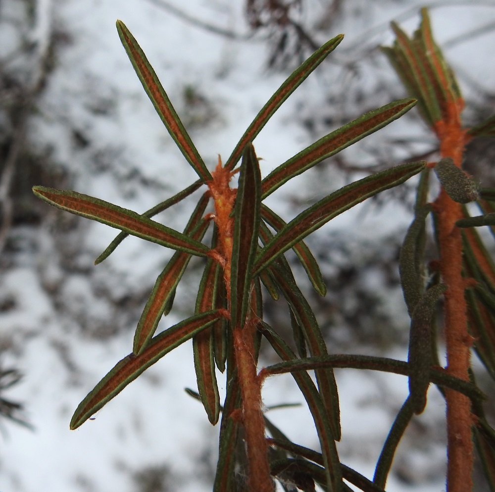Rhododendron tomentosum - suopursun lehdet ovat laidoiltaan ehyet ja tiiviisti alaspäin kiertyneet. Alapinta on huopamaisen peittävästi ruskean kähäräkarvainen. EH, Hattula, Retula, Retulansaarentien ja Vanajaveden Vittiänlahden välinen, mäntyvaltainen, ojitettu rämealue, 30.11.2021. Copyright Hannu Kämäräinen.