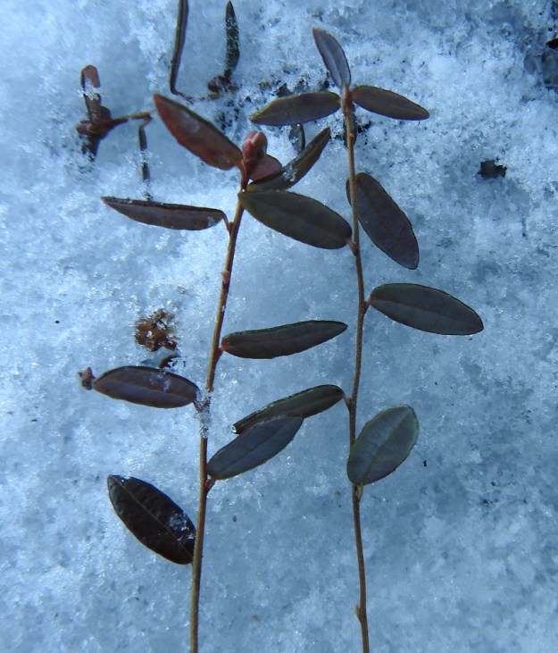 Vaccinium oxycoccos - isokarpalon lehdet talvehtivat. Kärkisilmun suomujen alla odottaa jo seuraavan kesän kukinto. EH, Hämeenlinna, Luolaja, Hattelmalanjärven rantaneva lintutornin lähellä, luonnonsuojelualue, 20.12.2021. Copyright Hannu Kämäräinen.