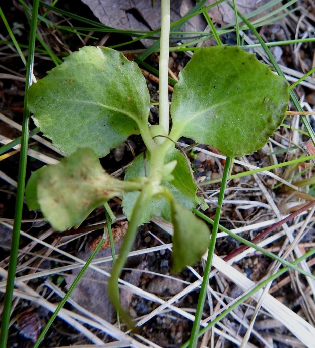 Moneses uniflora - tähtitalvikin lehtien ruoti on tavallisesti noin 5-10 mm pitkä ja yläosastaan siipipalteinen. Varrella, lehtiruotien hangassa tai niiden yläpuolella, on pieniä, soikeita tai pyöreähköjä ja korvakemaisia lehtiä, jotka ovat useimmiten noin 1-3 mm pitkiä. Ks, Kuusamo, Vasaraperä, Jäkäläniemi, Yli-Kitka-järven kaakkoisranta Apajalahden ja Mäntyniemen välissä, Mäntyniementieltä nouseva metsärinne, 9.7.2019. Copyright Hannu Kämäräinen.