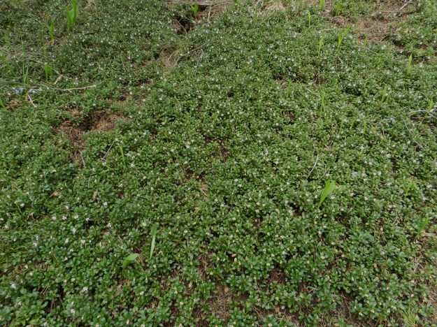 Arctostaphylos uva-ursi - (kangas)sianpuolukka muodostaa vaakasuorassa suikertavan maavartensa ja rentoina maata myöten levittäytyvien, juurehtivien varsiensa avulla laajoja varvikkoja. Nämä kasvullisesti laajenevat ja samaa yksilöä olevat varvikot voivat olla jopa aarin kokoisia ja tavoitella vanhan ihmisen ikää. EH, Janakkala, Vuortenkylä, Tunturinvuori, harjun yläosa, luonnonsuojelualue, 20.5.2012. Ellei toisin mainita, kuvat ovat tältä samalta kasvualueelta. Copyright Hannu Kämäräinen.