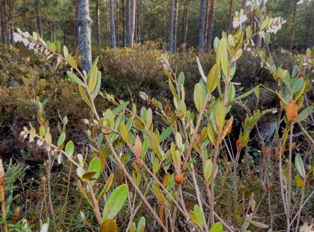 Chamaedaphne calyculata - vaivero on pystyhaarainen ja tavallisesti noin 20-50 cm korkea, myrkyllinen varpu. Sen maavarsi on suikertava, juurehtiva ja jopa 2 m pitkä. Maavartensa avulla vaivero pystyy kasvullisesti levittäytymään tiheiksi ja laajoiksikin varvikoiksi, kuten kuvan taka-alalla on nähtävissä. EH, Hattula, Retula, Retulansaarentien ja Vanajaveden Vittiänlahden välinen, mäntyvaltainen, ojitettu rämealue, 20.5.2013. Copyright Hannu Kämäräinen.