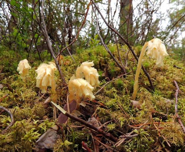 Hypopitys monotropa (Monotropa hypopitys ssp. hypopitys) - kangasmäntykukka on suomalaisen nimensä mukaisesti lähinnä kangasmetsien, harjujen ja metsäisten kalliopainanteiden laji. Juuristo on mehevä ja korallimaisesti haarova, joten lähekäiset varret ovat usein samaa yksilöä. EH, Loppi, Räyskälä, Iso-Melkutin-järven Purinlahden eteläranta, 12.8.2017. Copyright Hannu Kämäräinen.
