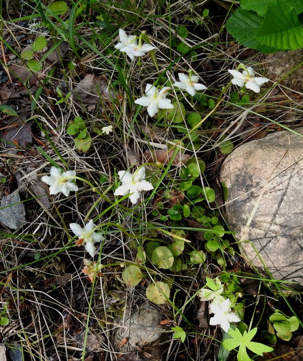 Moneses uniflora - tähtitalvikin esiintymisalueena on koko Suomi. Se on sopivilla paikoilla yleinen lähes koko maassa, mutta kasvustot jäävät usein pienialaisiksi. Pitkän, suikertavan ja maarönsyisen juurakon avulla muodostuu tiheitäkin, pienehköjä kasvustolaikkuja, jotka voivat olla yhtä ja samaa yksilöä. Ks, Kuusamo, Vasaraperä, Jäkäläniemi, Yli-Kitka-järven kaakkoisranta Apajalahden ja Mäntyniemen välissä, Mäntyniementieltä nouseva metsärinne, 9.7.2019. Copyright Hannu Kämäräinen.