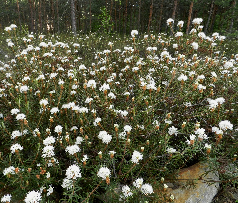 Rhododendron tomentosum - suopursu on erityisesti rämeiden, suoreunusten ja ainakin Pohjois-Suomessa myös kangasmetsien laji, joka kasvaa niillä yleisenä kaikissa Suomen eliömaakunnissa. Pitkän, suikertavan maavartensa avulla se levittäytyy kasvullisesti tiheiksi ja laajoiksikin varvikoiksi. EH, Hattula, Retula, Retulansaarentien ja Vanajaveden Vittiänlahden välinen, mäntyvaltainen, ojitettu rämealue, 4.6.2012. Copyright Hannu Kämäräinen.