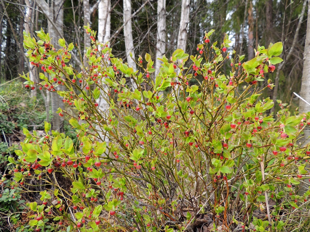 Vaccinium myrtillus - (kangas)mustikka on pysty tai koheneva varpu, joka on tavallisesti noin 10-40 cm korkea. Varret ovat haarovia ja alemmista osistaan ruskeita tai harmahtavia sekä hilseileviä. Ylemmät osat ja vuosiversot ovat vihreät. EH, Hämeenlinna, Sairio, Aulangonjärven eteläpuoli, Kihtersuolta Papinniittyyn vievän kävelytien laitametsä, 12.5.2013. Copyright Hannu Kämäräinen.