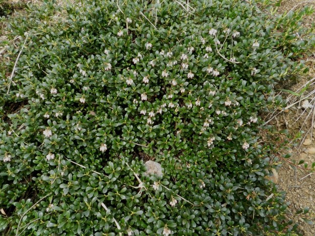 Arctostaphylos uva-ursi - (kangas)sianpuolukan puutuneet varret voivat yltää metrinkin mittaisiksi. Runsaasti haaroessaan ja paikalleen juurtuessaan ne muodostavat niin mattomaisen tiiviitä kasvustoja, ettei muille kasveille juurikaan jää tilaa. EH, Janakkala, Vuortenkylä, Tunturinvuori, harjun yläosa, luonnonsuojelualue, 20.5.2012. Copyright Hannu Kämäräinen.