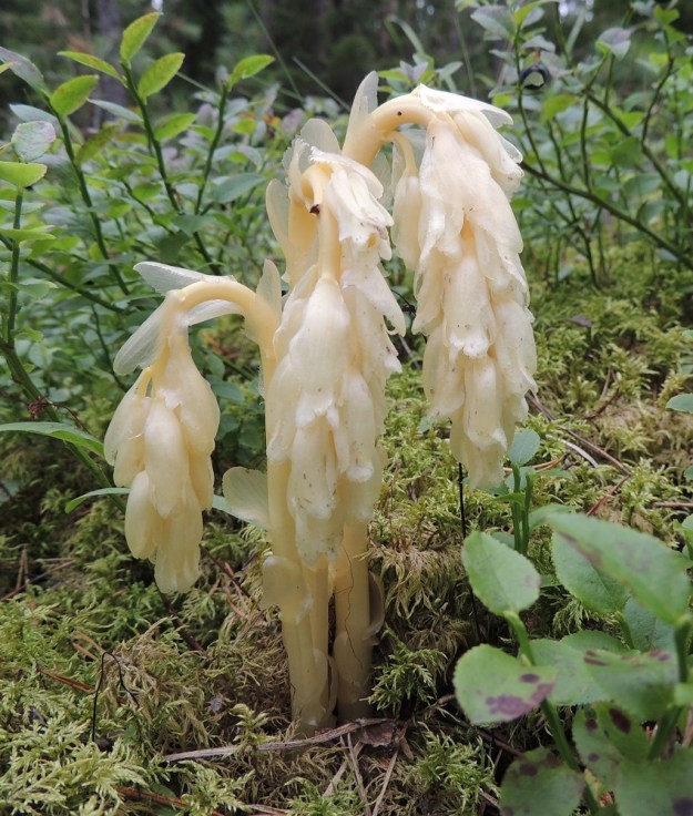 Hypopitys monotropa (Monotropa hypopitys ssp. hypopitys) - kangasmäntykukkaa ei helposti uskoisi samassa kuvassa olevan (kangas)mustikan, Vaccinium myrtillus, kanssa samaan kanervakasvien heimoon kuuluvaksi. Varsinkin kukintavaiheessa näkymä on ennemminkin sienimäinen. Vaikutelma johtuu mehevyydestä ja lehtivihreättömyydestä. Koko kasvi on kermanvalkoinen kellertävä tai hieman ruskehtava ja harvoin punertava. 12.8.2017 EH, Loppi, Räyskälä, Pernunnummi, Iso-Melkutin-järven pohjoisrannan mäntykangas, 12.8.2017. Copyright Hannu Kämäräinen.