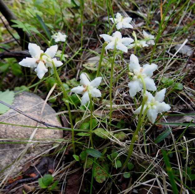 Moneses uniflora - tähtitalvikin pienestä koosta huolimatta kukkiva kasvusto jää harvoin ohikulkijalta huomaamatta. Tähtimäisen viisisakaraiset, valkoiset kukat erottuvat selvästi kasvupohjaa vasten. Niiden nuokkuvan asennon vuoksi lähemmäs kumartuva näkee ne vain yläpinnalta. Ks, Kuusamo, Vasaraperä, Jäkäläniemi, Yli-Kitka-järven kaakkoisranta Apajalahden ja Mäntyniemen välissä, Mäntyniementieltä nouseva metsärinne, 9.7.2019. Copyright Hannu Kämäräinen.