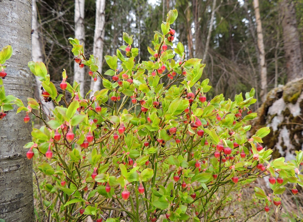 Vaccinium myrtillus - (kangas)mustikka kukkii eteläisessä Suomessa noin toukokuun puolivälissä. Erityisesti lämpimien kevätpäivien aikaistama kukinta voi altistua hallaöille eikä kestä niitä. Silloin marjasato saatetaan ainakin paikallisesti menettää. Kylminä keväinä taas pölyttäviä hyönteisiä voi olla liikkeellä liian vähän. Osasta hyönteisiä voi olla enemmän haittaa kuin hyötyä. Kuvassa näkyvät muurahaiset eivät kukkia pölytä, vaan päinvastoin turmelevat ne pureskellessaan sumeilematta tiensä meden luokse. EH, Hämeenlinna, Sairio, Aulangonjärven eteläpuoli, Kihtersuolta Papinniittyyn vievän kävelytien laitametsä, 12.5.2013. Copyright Hannu Kämäräinen.