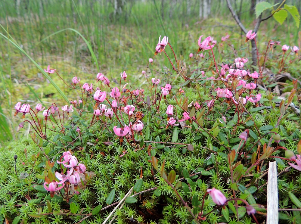 Vaccinium oxycoccos - isokarpalo on rento, suon sammalpinnalla suikertava varpu, jonka varret ovat tavallisesti 10-80 cm pitkiä, haarovia ja juurehtivia. Varren tai sen haaran kärki kukkineen nousee sammalpinnasta yleensä enintään 10 cm:n korkeuteen. Kuvassa kasvualustana on karhunsammal. Kn, Kajaani, Vuolijoki, Käkilahti, Oulujärven Käkilahdesta alkavan pikkujoen, Kaivosojan, itäpuolella oleva Kaivosluhta, osittain rimpinen neva, 11.7.2015. Copyright Hannu Kämäräinen.