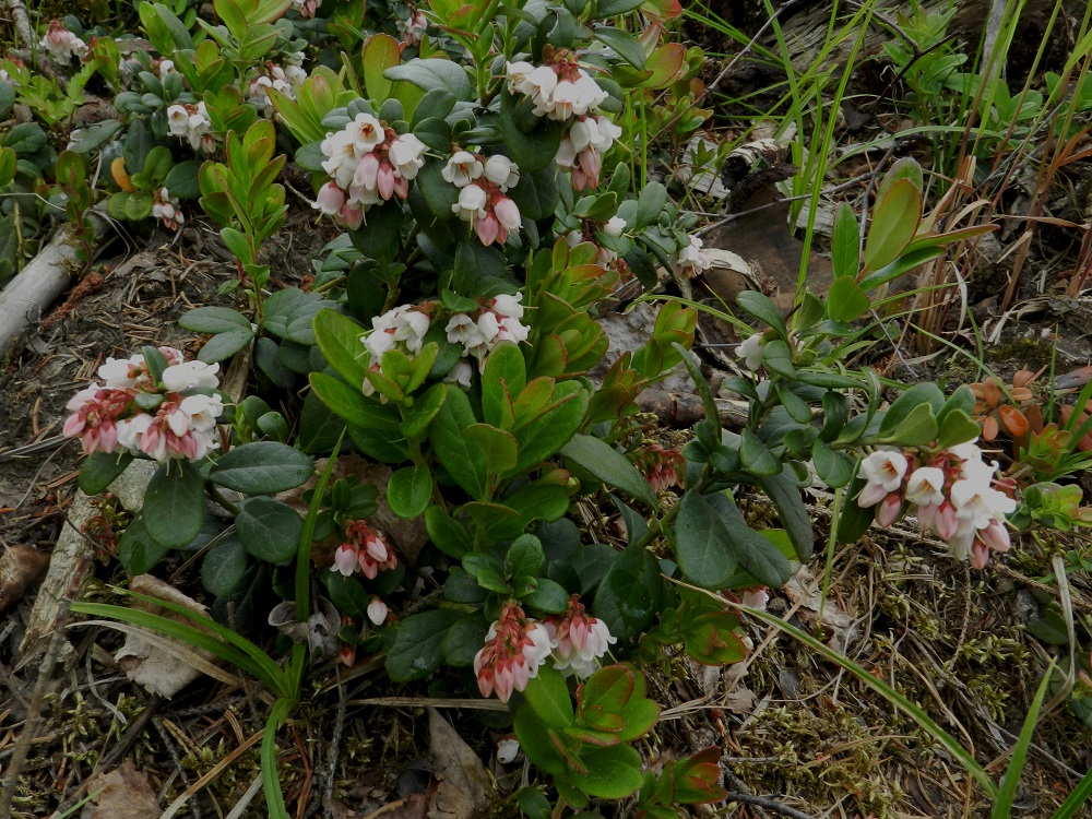Vaccinium vitis-idaea - (taiga)puolukan kukat saavat silmuissa alkunsa jo edellisellä kasvukaudella ja puhkeavat vanhojen versonhaarojen kärkiin. Näiden haarojen lehdet uudistuvat asteittain, muutama kerrallaan, kunnes haara tai koko verso lopulta kuihtuu. Uudet vuosiversohaarat kasvavat helakoin, vaaleamman vihrein lehdin usein samaan aikaan kukinnan kanssa. EH, Hämeenlinna, Loimalahti, Kuokkamaa, Hirsimäenkadun ja Ali-Raakkulantien kulmauksessa oleva metsäkaista, 10.6.2012. Copyright Hannu Kämäräinen.
