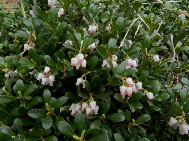 Arctostaphylos uva-ursi - (kangas)sianpuolukka on yleinen laji Suomessa. Sitä esiintyy kaikissa eliömaakunnissa. Kasvupaikkoina ovat mm. kuivat kangasmetsät, hiekkaiset ja soraiset rinteet, penkereet ja pientareet sekä kalliot ja tunturikankaat. Sianpuolukka on jo vuosisatoja tunnettu rohdoskasvi, jonka lehdistä on valmistettu lääkettä virtsatie- ja munuaistulehduksiin. Rohdosta myytiin aikaisemmin myös apteekeista. Lehdet on kuitenkin todettu lievästi myrkyllisiksi eikä omatoimista lääkitsemistä nykyisin suositella. EH, Janakkala, Vuortenkylä, Tunturinvuori, harjun yläosa, luonnonsuojelualue, 20.5.2012. Copyright Hannu Kämäräinen.