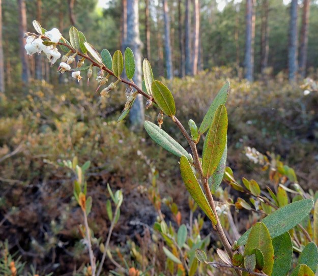 Chamaedaphne calyculata - vaiveron varret ovat ruskeat tai punaruskeat ja alempaa levyinä tai säikeinä hilseilevät. Lehdet ovat versossa kierteisesti. Kukinto on varren ja haarojen kärjessä oleva, sivulle kaartuva, lehdekäs ja toispuolinen terttu. Se on tavallisesti noin 2-10 cm pitkä. Kukat ovat yksitellen kärkeä kohti pienenevien tukilehtien hangoissa. Tukilehti on varsilehden kaltainen. Sen lapa on yleensä noin 3-20 mm pitkä ja noin 2-10 mm leveä. EH, Hattula, Retula, Retulansaarentien ja Vanajaveden Vittiänlahden välinen, mäntyvaltainen, ojitettu rämealue, 20.5.2013. Copyright Hannu Kämäräinen.