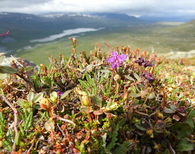 Rhododendron lapponicum - lapinalppiruusun harvat esiintymät keskittyvät Käsivarren Lapin suurtuntureille, joilla se kasvaa ala- ja keskipaljakalla korkeimmillaan noin 950 metrissä. Useimmat kasvupaikat ovat kuvan tavoin valoisilla lapinvuokkokankailla tai kuivilla kalliohyllyillä. Laji on kalkinvaatija ja harvinaisuutensa vuoksi rauhoitettu. EnL, Enontekiö, Kilpisjärvi, Saana, luoteisrinne lähellä lounaista pahtaseinämää, tunturipaljakka, 745 m mpy, 5.7.2018. Copyright Hannu Kämäräinen.