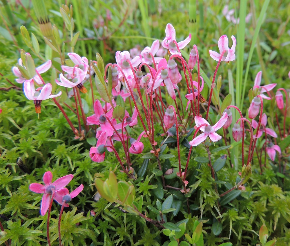 Vaccinium oxycoccos - isokarpalon kukat puhkeavat varren tai sen haaran talvehtineesta kärkisilmusta. Ne ovat pitkäperäisiä ja yleensä kahden - neljän kukan ryhmissä. Joskus kukkia voi olla kuusikin, kuten enimmillään kahdessa ensimmäisessä kuvassa. Oheisessa kuvassa vasemmalla etualalla on viisikukkainen varpu. Teriön väri voi vaihdella samassakin kasvustossa punaisesta haalean vaaleanpunaiseen. Tyypillisin kasvualusta on rahkasammal. Kn, Vaala, Neittävä, Kiiskeroisentien länsipuolella olevan Likainen-lammen rantaneva, 11.7.2015. Copyright Hannu Kämäräinen.