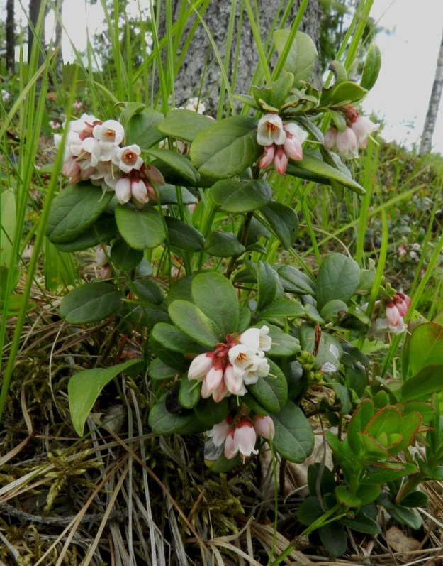 Vaccinium vitis-idaea - (taiga)puolukan varvut kasvavat yleensä 5-30 cm korkeiksi, vaikka toisinaan, kasvupaikasta riippuen, ne voivat venähtää kookkaammiksikin. Kukinto on haarojen kärjessä oleva, nuokkuva ja yleensä runsaskukkainen, tiivis, lyhyehkö terttu. EH, Hämeenlinna, Loimalahti, Kuokkamaa, Hirsimäenkadun ja Ali-Raakkulantien kulmauksessa oleva metsäkaista, 10.6.2012. Copyright Hannu Kämäräinen.