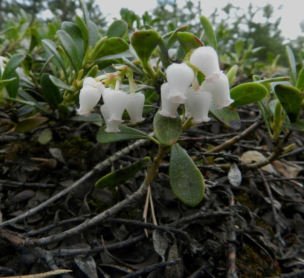 Arctostaphylos uva-ursi - (kangas)sianpuolukan varsihaarojen kohenevat kärjet nousevat yleensä enintään noin 15 cm korkeiksi. Vanhemmat osat ovat harmaanruskehtavat ja hilseilevät sekä nuoremmat osat vihertävät tai punaruskeat. EH, Janakkala, Vuortenkylä, Tunturinvuori, harjun yläosa, luonnonsuojelualue, 20.5.2012. Copyright Hannu Kämäräinen.