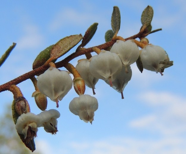Chamaedaphne calyculata - vaiveron kukka on nuokkuva ja sen teriö ruukkumainen, valkoinen ja kärjestään viisiliuskainen sekä tavallisesti noin 5-6 mm pitkä ja noin 5,5-6,5 mm leveä. Kolmiomaiset kärkiliuskat ovat noin 1,5-2 mm pitkiä ja lähes suoria tai kärjestään ulospäin kiertyviä. Heteet jäävät kukintavaiheessa kokonaan teriön ahtaan tai kapeahkon suun sisäpuolelle. Sen sijaan emin luotti ja vartalon kärkiosa ulottuvat teriön ulkopuolelle. Kuten kuvasta on nähtävissä, teriöön kiinnittyneet heteet varisevat pois sen mukana. Kuvassa tertun kärkikukan takana väijyy pölyttäjiä kuolema kukkaravukin, Misumena vatia, muodossa. EH, Hattula, Retula, Retulansaarentien ja Vanajaveden Vittiänlahden välinen, mäntyvaltainen, ojitettu rämealue, 20.5.2013. Copyright Hannu Kämäräinen.