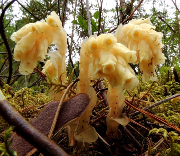 Hypopitys monotropa (Monotropa hypopitys ssp. hypopitys) - kangasmäntykukan kukinto on tiivis ja tavallisesti noin 5-15-kukkainen latvaterttu, joka kukintavaiheessa on yleensä nuokkuva. Kukat ovat useimmiten noin 15-18 mm pitkät. Suomumaiset lehdet ovat varressa kierteisesti. Ne ovat lähinnä leveänsoikeat, ruodittomat ja tyvestään leveästi varteen kiinnittyneet. Erityisesti alempien lehtien laita on yleensä ehyt. EH, Loppi, Räyskälä, Iso-Melkutin-järven Purinlahden eteläranta, 12.8.2017. Copyright Hannu Kämäräinen.
