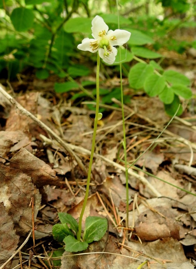 Moneses uniflora - tähtitalvikin kukassa on toisinaan vain neljä terälehteä. Kukkavanassa on useimmiten yksi ja toisinaan kaksikin pientä, vaaleanvihreää ja suomumaista lehteä (kaksilehtinen vana on nähtävissä kuvasarjan toisen kuvan vasemmassa laidassa). EH, Iitti aivan Kouvolan rajan tuntumassa, Tillola, Miehonkangas, Anhavaistentien laitametsä, 1.7.2017. Copyright Hannu Kämäräinen.