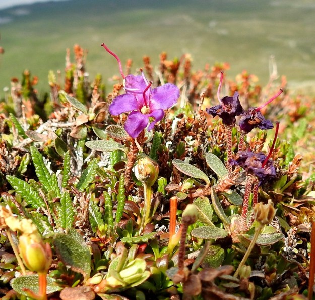 Rhododendron lapponicum - lapinalppiruusun teriö on sinipunainen ja yleensä noin 13-17 mm leveä. Heteitä on yleensä 6-10, mutta suurta vaihtelevuutta ilmentää kuvassa oleva kukka, jossa niitä on vain kaksi. Seuralaisina kuvassa ovat mm. lapinvuokko, Dryas octopetala, uuvana, Diapensia lapponica ja taustalla häämöttää liekovarpio, Cassiope tetragona. EnL, Enontekiö, Kilpisjärvi, Saana, luoteisrinne lähellä lounaista pahtaseinämää, tunturipaljakka, 745 m mpy, 5.7.2018. Copyright Hannu Kämäräinen.