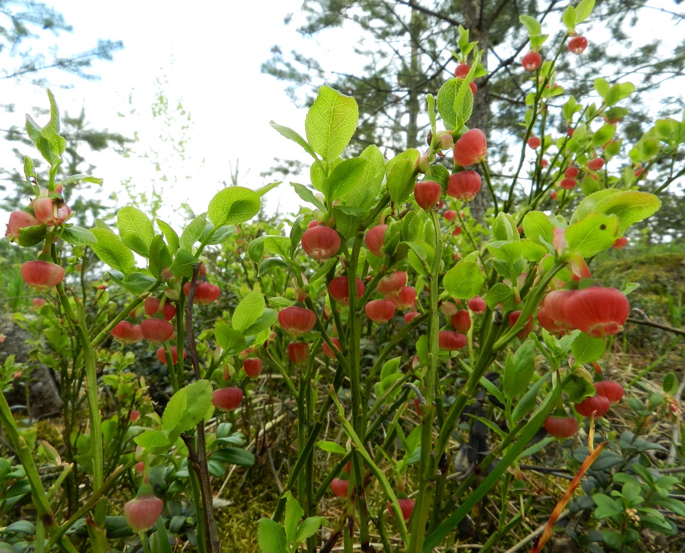 Vaccinium myrtillus - (kangas)mustikka kasvaa erityisesti tuoreissa kangasmetsissä, joiden tyyppilaji se on. Puolukka, V. vitis-idaea, puolestaan on kuivan kangasmetsän tyyppilaji. Kysymys on kuitenkin lähinnä runsaussuhteista, sillä kumpaakaan lajia harvoin esiintyy niin, etteikö toista olisi ainakin näköpiirissä runsaampana tai niukempana. Niinpä korkean harjun laellakin lajien yhteiselo on luontevaa ja saumatonta. Mustikan varpujen ylemmät osat ja vuosiversot ovat vihreät, särmikkäät ja kaljut. EH, Janakkala, Vuortenkylä, Tunturinvuori, harjun yläosa, luonnonsuojelualue, 20.5.2012. Copyright Hannu Kämäräinen.