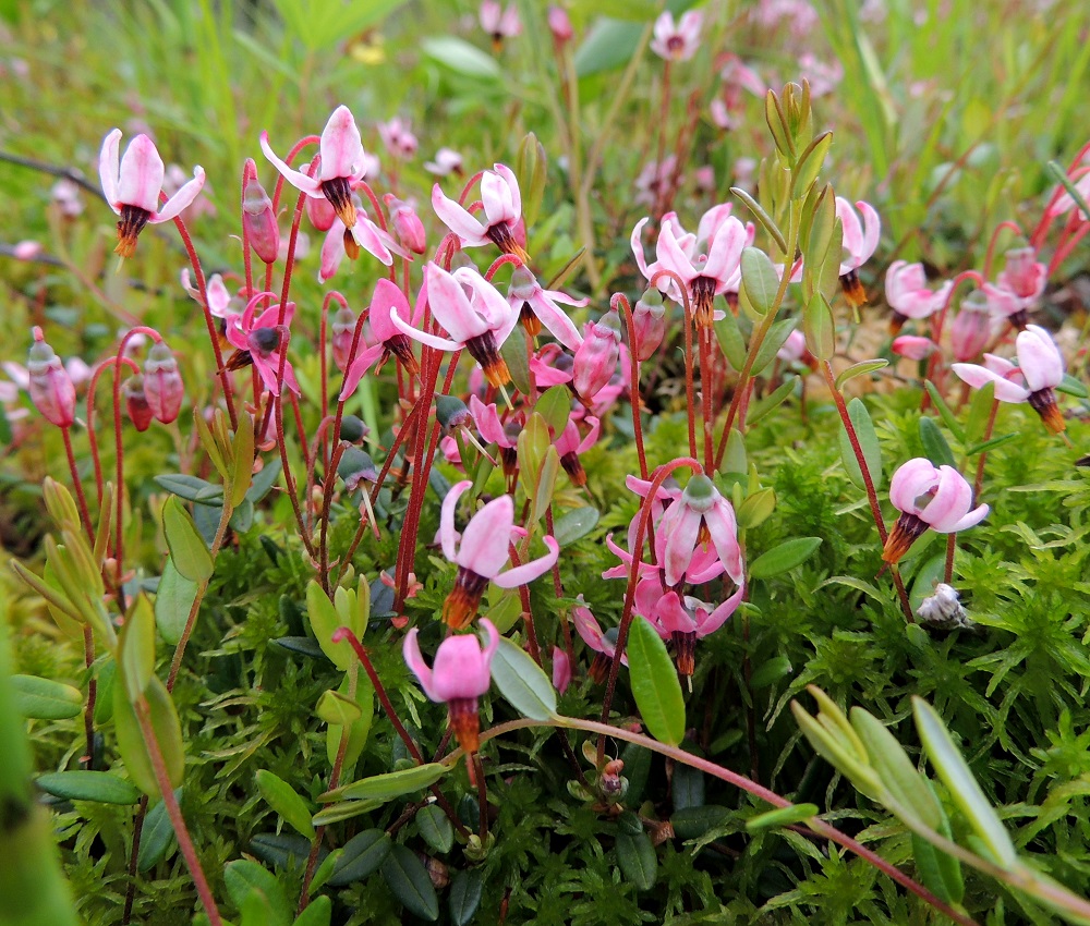Vaccinium oxycoccos - isokarpalon uudet, usein pystyt versohaarat kasvavat samaan aikaan, kun edellisvuotisten haarojen kärjestä puhjenneet kukat koristavat suota kauneimmillaan. Kukkimisen jälkeen teriö irtoaa kokonaisena heteineen ja kuten kuvasta on nähtävissä, jäljelle jää kukkapohjus verhiönliuskoineen ja suorana sojottava, pitkä emin vartalo. Kn, Vaala, Neittävä, Kiiskeroisentien länsipuolella olevan Likainen-lammen rantaneva, 11.7.2015. Copyright Hannu Kämäräinen.