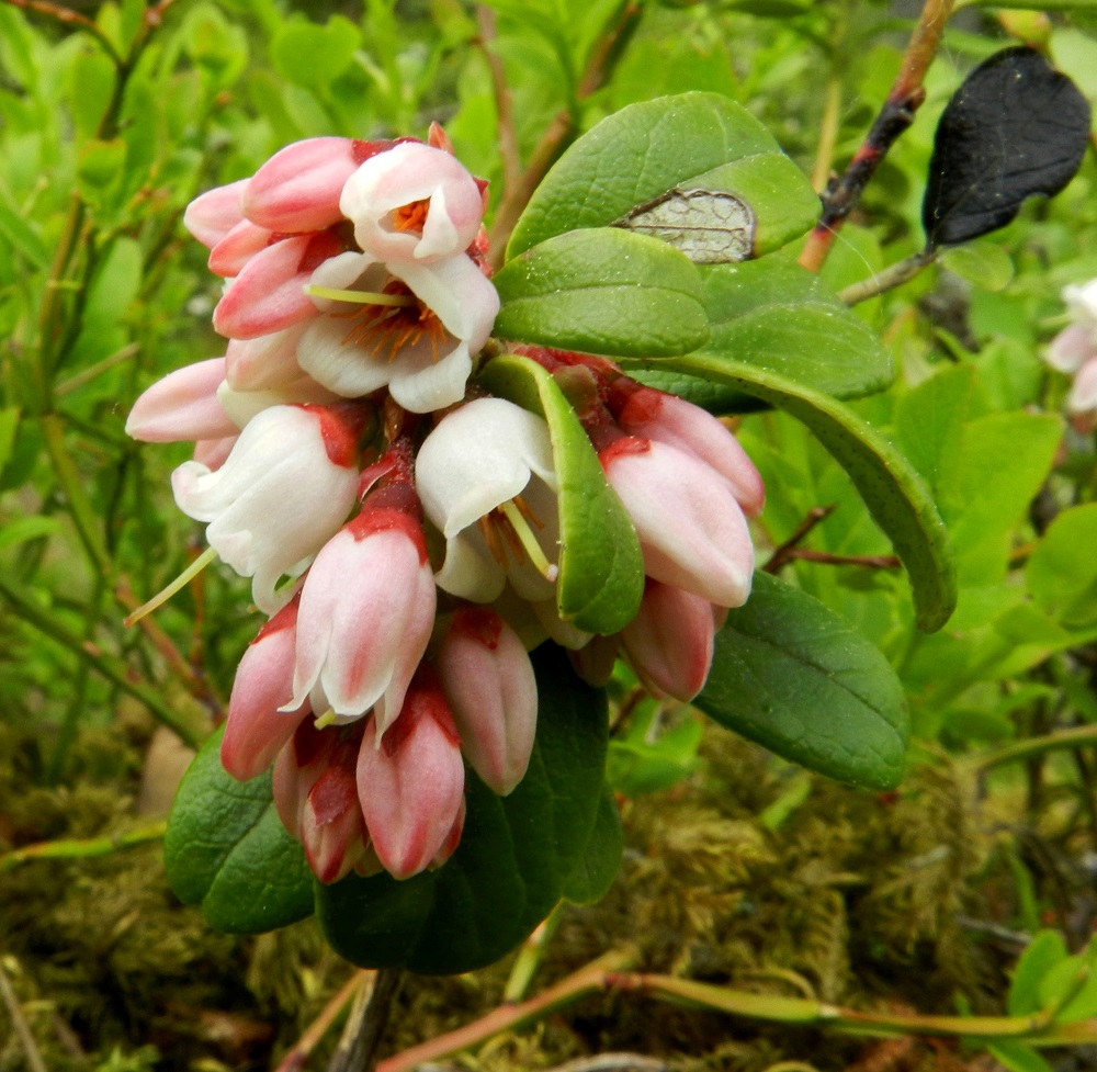 Vaccinium vitis-idaea - (taiga)puolukan teriö on yhdislehtinen ja kellomainen tai ruukkumainen. Nuppuvaiheessa ja avautuessa väri on yleensä punertava sekä myöhemmin valkoinen. Pituutta on tavallisesti noin 5-7 mm ja leveyttä leveimmältä kohtaa noin 3-5 mm. Verhiö on kärjestään neliliuskainen ja sen sisään jäävän kukkapohjuksen kanssa noin 2-2,5 mm pitkä. Liuskat ovat punaiset tai punertavat, teräväkärkisen kolmiomaiset ja noin 1-1,5 mm pitkät. EH, Hämeenlinna, Loimalahti, Kuokkamaa, Hirsimäenkadun ja Ali-Raakkulantien kulmauksessa oleva metsäkaista, 10.6.2012. Copyright Hannu Kämäräinen.