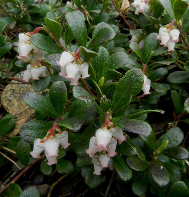 Arctostaphylos uva-ursi - (kangas)sianpuolukan kukinto on haarojen kärjessä oleva, nuokkuva ja tiivis terttu. Lehdet ovat kovat, nahkeat ja talvehtivat sekä päältä vihreät tai tummahkonvihreät, kiiltävät, kaljut ja suonten kohdalta hieman uurteiset. EH, Janakkala, Vuortenkylä, Tunturinvuori, harjun yläosa, luonnonsuojelualue, 20.5.2012. Copyright Hannu Kämäräinen.