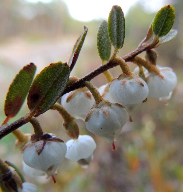 Chamaedaphne calyculata - vaiveron kukkaperä on noin 1-2 mm pitkä. Kukassa on kahden vastakkaisen, kolmiomaisen ja kellanruskean ylälehden muodostama lisäverhiö, jonka lehdet ovat noin 1,5-2 mm pitkät. Varsinainen verhiö on säteittäisesti viisilehtinen. Verholehdet ovat kapean kolmiomaiset, vaaleanruskeat ja noin 2,5-3,5 mm pitkät. Kukkaperä, lisäverhiö ja verholehdet, kuten varren yläosa ja kärkikin, ovat tiheästi kilpikarvaiset. EH, Hattula, Retula, Retulansaarentien ja Vanajaveden Vittiänlahden välinen, mäntyvaltainen, ojitettu rämealue, 20.5.2013. Copyright Hannu Kämäräinen.