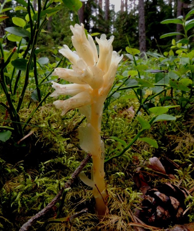 Hypopitys monotropa (Monotropa hypopitys ssp. hypopitys) - kangasmäntykukan kukinto voi toisinaan jo parhaassa kukintavaiheessa kääntyä pystyyn. Kukat ovat tukilehdellisiä ja perällisiä. Tukilehti on varsilehtien kaltainen. Kukkaperä on yleensä noin 2-4 mm pitkä. EH, Loppi, Räyskälä, Pernunnummi, Iso-Melkutin-järven pohjoisrannan mäntykangas, 12.8.2017. Copyright Hannu Kämäräinen.