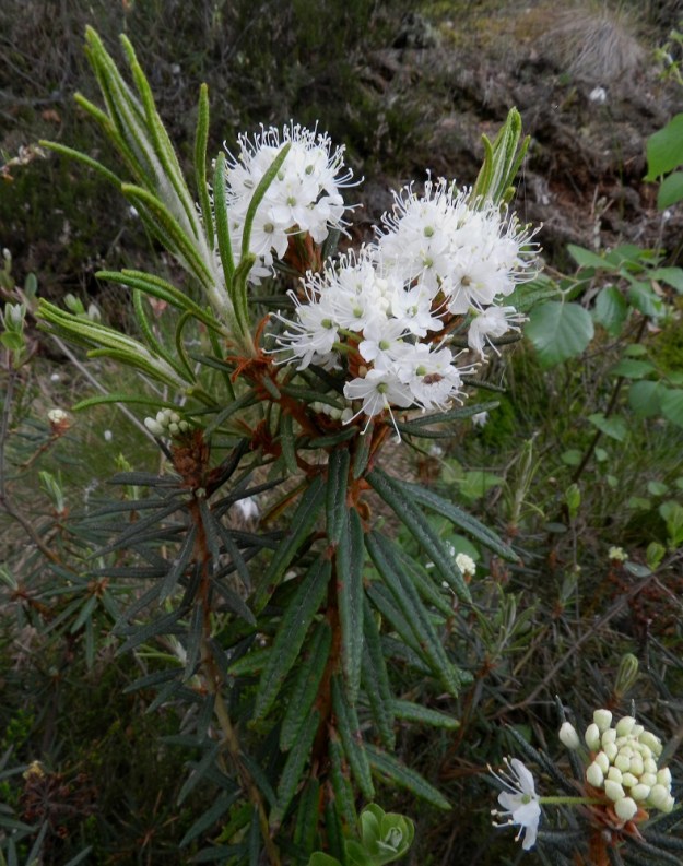 Rhododendron tomentosum - suopursun uudet vuosiversot alkavat usein kehittyä jo kukinnan aikana. Kehittyvien lehtien karvoitus näyttää tässä vaiheessa vielä harmaanvalkoiselta. Myrkyllisyydestään huolimatta suopursulla on pitkä historia mausteena, rohtona ja desinfiointiaineena. EH, Hattula, Retula, Retulansaarentien ja Vanajaveden Vittiänlahden välinen, mäntyvaltainen, ojitettu rämealue, 4.6.2012. Copyright Hannu Kämäräinen.