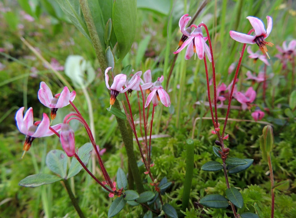 Vaccinium oxycoccos - isokarpalon kärkisilmua ja kukka-aiheita suojanneet suomut ovat vielä kukintavaiheessa paikallaan. Ne ovat soikeahkot, noin 2-3 mm pitkät ja noin 1-1,5 mm leveät. Kn, Vaala, Neittävä, Kiiskeroisentien länsipuolella olevan Likainen-lammen rantaneva, 11.7.2015. Copyright Hannu Kämäräinen.