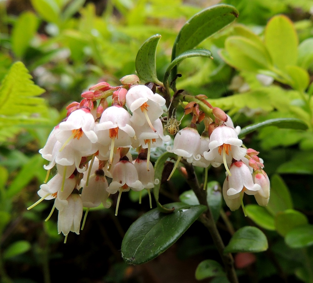 Vaccinium vitis-idaea - (taiga)puolukan teriön kärkiosa on vajaaseen puoleen väliin asti useimmiten neliliuskainen ja harvemmin viisiliuskainen, kuten kuvan oikean laidan ylemmässä kukassa. Liuskat ovat kolmiomaiset tai pyöreämuotoiset, 2-3 mm pitkät ja kärjestään ulospäin kiertyvät. Puolukan tärkeimpiä pölyttäjiä ovat kimalaiset ja maamehiläiset. Pienikokoiset hyönteiset eivät kukkaa tutkiessaan välttämättä ylety ulkonevaan luottiin. Kuvan hämähäkin toivelistakin varmasti koostuu näistä pienemmistä lentäjistä. EH, Hämeenlinna, Loimalahti, Hirsimäki, Vuokontien ja Kämmekäntien välinen kangasmetsäharjanne, 20.6.2015. Copyright Hannu Kämäräinen.