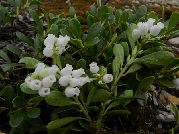 Arctostaphylos uva-ursi - (kangas)sianpuolukan kukkatertut roikkuvat versohaarojen kärjen alapuolella. Kuvassa osa versosta on käännetty ylösalaisin, jolloin kukat näyttävät olevan pystyssä. Tertuissa on tiiviisti yleensä kolmesta yhdeksään kukkaa. Lehdet ovat varsissa kierteisesti. Lehtilapa on kapean vastapuikea, kärjestään tavallisesti pyöreä ja tyveltään kiilamaisesti kapeneva. Pituutta lehtilavalla on tavallisesti noin 15-25 mm ja leveyttä noin 5-10 mm. Ruoti on noin 3-4 mm pitkä. EH, Janakkala, Vuortenkylä, Tunturinvuori, harjun yläosa, luonnonsuojelualue, 20.5.2012. Copyright Hannu Kämäräinen.