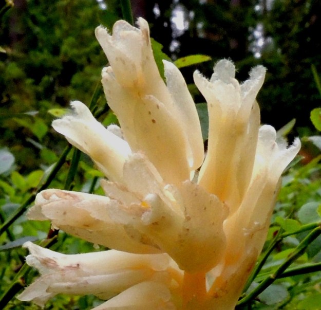 Hypopitys monotropa (Monotropa hypopitys ssp. hypopitys) - kangasmäntykukan verhiö on kellomainen, neljä- tai viisilehtinen. Verholehdet ovat soikeat tai puikeahkot ja tavallisesti noin 8-12 mm pitkät ja leveimmältä kohtaa noin 5-6 mm leveät. Teriö on erilehtinen, kapean kellomainen ja yleensä noin 15-18 mm pitkä. Terälehtiä on neljä tai viisi ja ne ovat lomittaiset, lähinnä kapean vastapuikeat, pyöreähköpäiset sekä kärkiosastaan useimmiten noin 3-4 mm leveät. EH, Loppi, Räyskälä, Pernunnummi, Iso-Melkutin-järven pohjoisrannan mäntykangas, 12.8.2017. Copyright Hannu Kämäräinen.