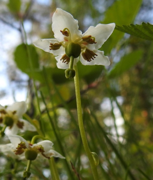 Moneses uniflora - tähtitalvikin kukassa on useimmiten kymmenen hedettä, kuten kuvassakin. Ne ovat suorana noin 5 mm pitkät, mutta ovat kukassa kaareutuneina. Vanalehti on leveänsoikea, kovera ja noin 3-4 mm pitkä. Ks, Kuusamo, Vasaraperä, Jäkäläniemi, Yli-Kitka-järven kaakkoisranta Apajalahden ja Mäntyniemen välissä, Mäntyniementieltä nouseva metsärinne, 9.7.2019. Copyright Hannu Kämäräinen.
