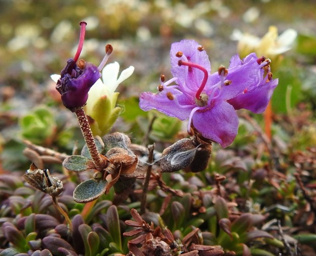 Rhododendron lapponicum - lapinalppiruusun teriönliuskat ovat pyöreämuotoiset tai pitkänpyöreät ja useimmiten noin 5-7 mm pitkät sekä noin 4-5 mm leveät. Heteiden (kuvan kukassa yhdeksän) palhot ovat valkoiset. Emin vartalo on punainen ja noin 6-9 mm pitkä. Sikiäin on pallomainen, harmaan- tai kellanvihreä ja kilpikarvainen. Kukkaperä on tanakka, tiheähkösti kilpikarvainen ja tavallisesti noin 6-12 mm pitkä. EnL, Enontekiö, Kilpisjärvi, Saana, luoteisrinne lähellä lounaista pahtaseinämää, tunturipaljakka, 745 m mpy, 5.7.2018. Copyright Hannu Kämäräinen.