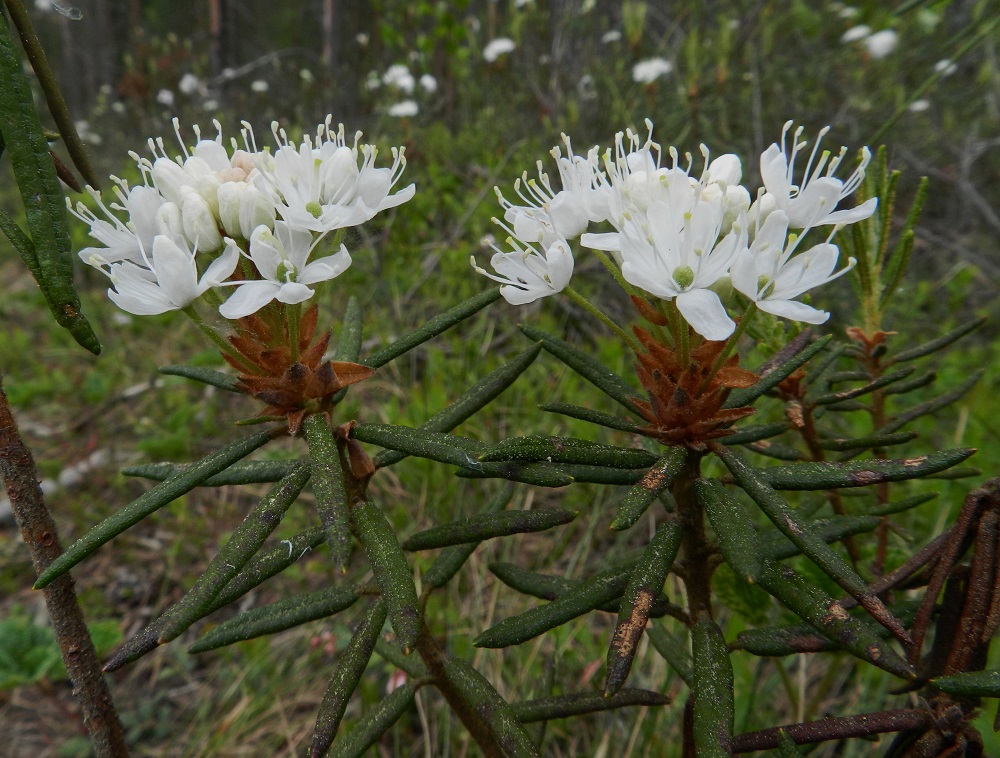 Rhododendron tomentosum - suopursun kukinto on pysty, pitkäperäinen ja monikukkainen sarja. Kukkaperä on hento, tiheästi nystykarvainen ja tahmea sekä tavallisesti noin 15-25 mm pitkä. Kukkien tyvellä säilyvät kuin tukilehtinä nuppuja suojanneet silmusuomut. Ne ovat kolmiomaisia tai puikeita ja yleensä noin 5-7 mm pitkiä. EH, Hämeenlinna, Pullerinmäki, Ahvenistonharjun juurella olevan Kahtoilammen luoteispään rantanevan laitaräme, 1.6.2012. Copyright Hannu Kämäräinen.