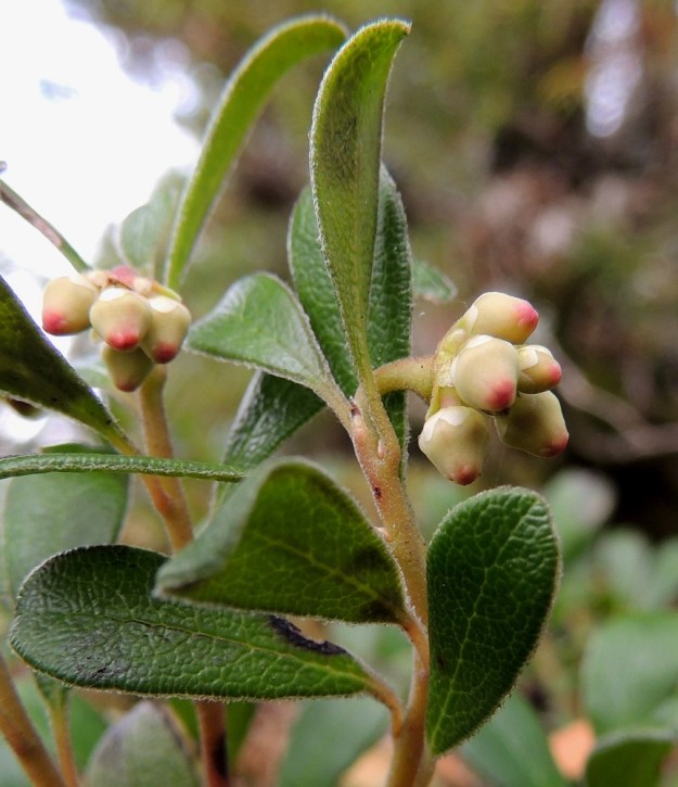 Arctostaphylos uva-ursi - (kangas)sianpuolukan lehtilaita on ehyt ja ripsikarvainen. Kellan- tai punaruskeat vuosiversot ja lehtiruodit ovat nukka- ja nystykarvaiset. Verhiö on säteittäisesti viisiliuskainen. Liuskat ovat valkoiset tai punertavat, kolmiomaiset tai pyöreähköpäiset ja noin 1-1,5 mm pitkät. EH, Hämeenlinna, Luhtiala, Aulangonjärven koillispuoli, Levonkallio, rannasta nouseva jyrkkä kalliorinne, yläosan rinteet ja kalliohyllyt, 12.5.2013. Copyright Hannu Kämäräinen.
