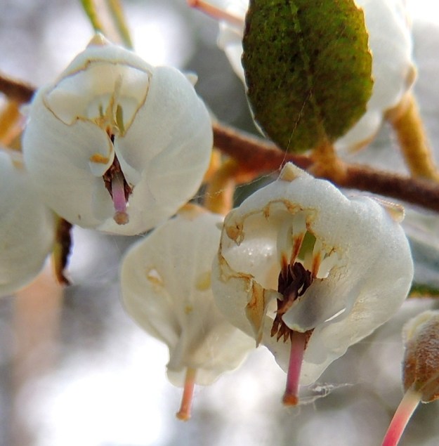 Chamaedaphne calyculata - vaiveron teriön sisärakenne paljastuu isommallekin tarkkailijalle muurahaisten varsin sumeilemattoman leukatyön sivutuotteena. Heteitä on kymmenen (lukumäärä näkyy paremmin edellisessä kuvassa). Ne ovat noin 4-5 mm pitkät ja niiden palhot ovat valkoiset ja ponnet ruskeat. Ponnet ovat noin 2-2,5 mm pitkät ja kiinnittyneet palhoihin niin, että tyvi jää kannusmaiseksi lisäkkeeksi. Emiö on yksivartaloinen ja -luottinen. Valkoinen tai punainen vartalo on noin 5 mm pitkä. EH, Hattula, Retula, Retulansaarentien ja Vanajaveden Vittiänlahden välinen, mäntyvaltainen, ojitettu rämealue, 20.5.2013. Copyright Hannu Kämäräinen.